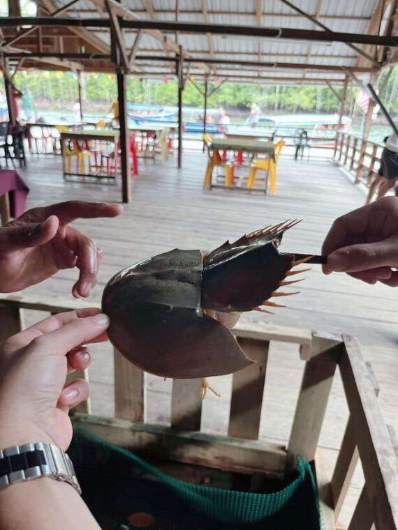 langkawi-half-day-private-kilim-river-mangrove-boat-tour