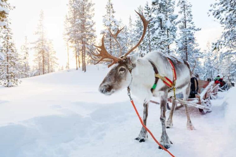 levi-reindeer-farm-visit-sled-ride