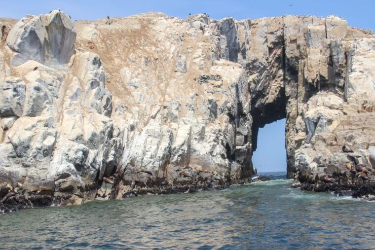 lima-palomino-islands-speedboat-tour-swim-with-sea-lions