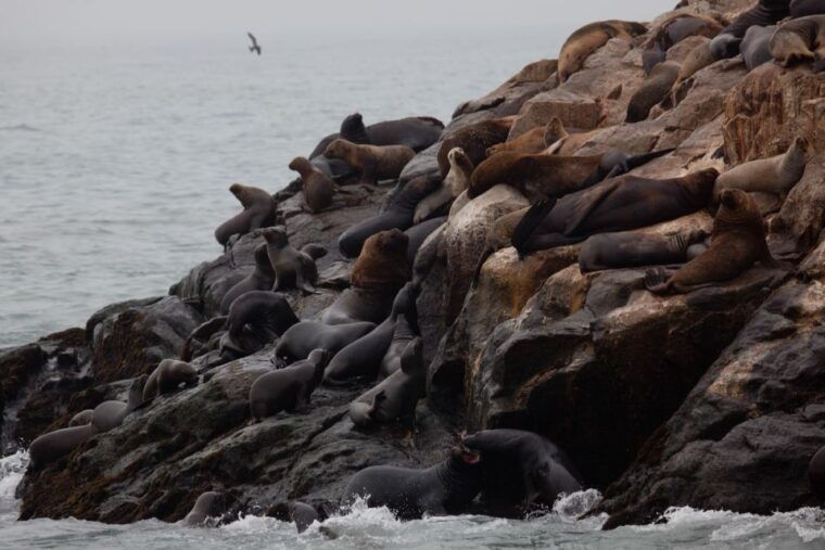 lima-sea-lion-swim-and-wildlife-palomino-islands-cruise