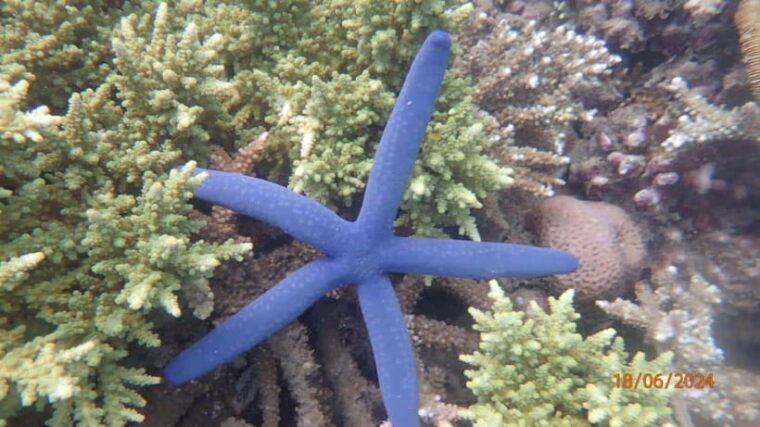 lombok-gili-nanggu-sudak-and-kedis-snorkeling-tour