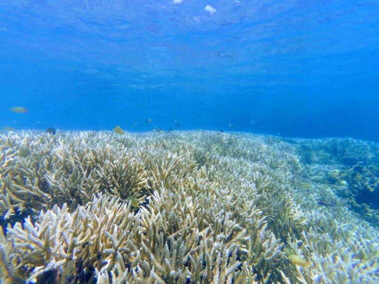 lombok-gili-rengit-gili-gede-and-gili-layar-island-tour