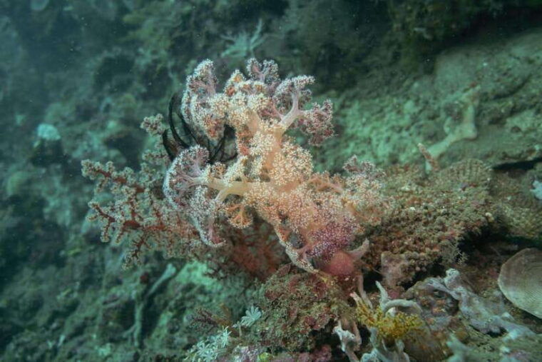 lombok-open-water-diver-course