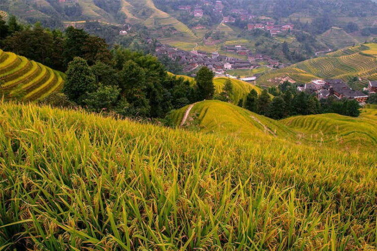 longsheng-ethnic-minority-rice-terraces-full-day-tour