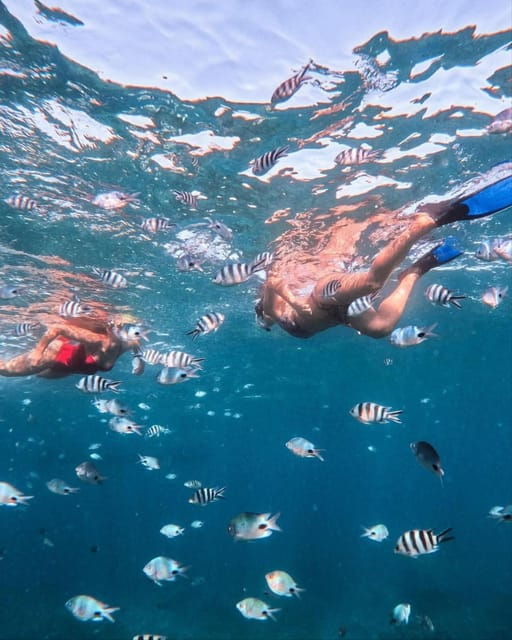 lovina-dolphin-watching-snorkeling-and-swim-with-dolphin