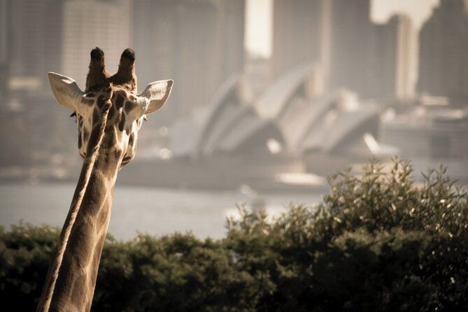 Luxury Sydney Tour - The Value of This Tour