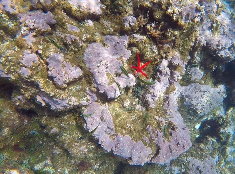 madeira-garajau-nature-reserve-kayak-and-snorkel-tour