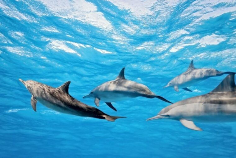 madeira-guaranteed-whales-or-dolphins-watching-tour