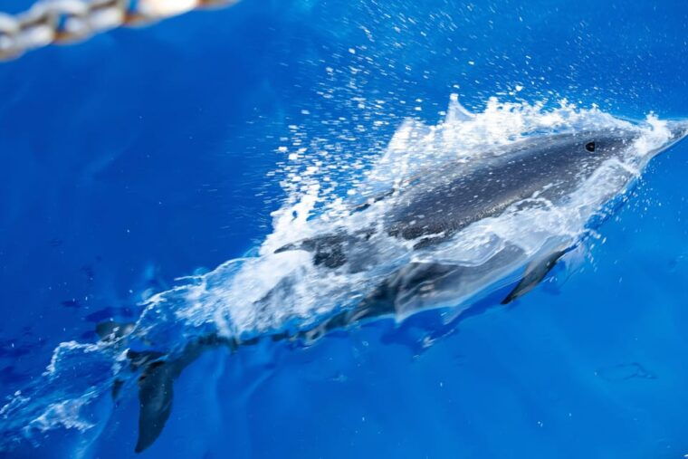 madeira-whales-and-dolphins-wooden-boat-excursion