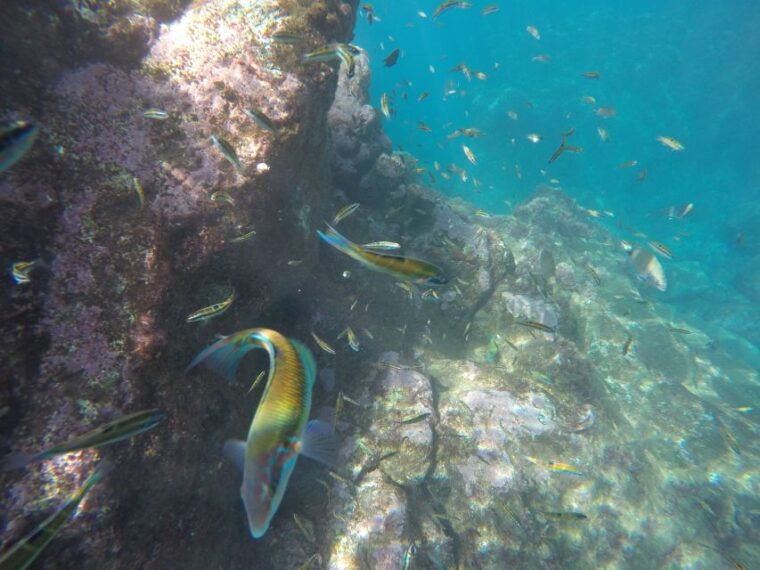 madeiras-marine-reserve-kayak-snorkelling-trip