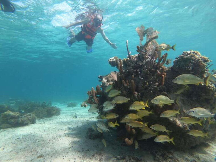 mahahual-snorkel-tour-in-reef-lagoon
