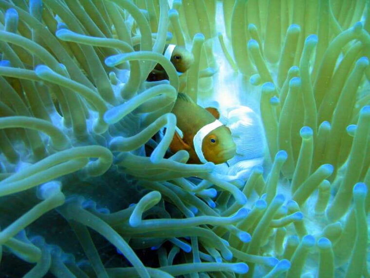 malapascua-advance-divers-shark-dive-optional-transfer