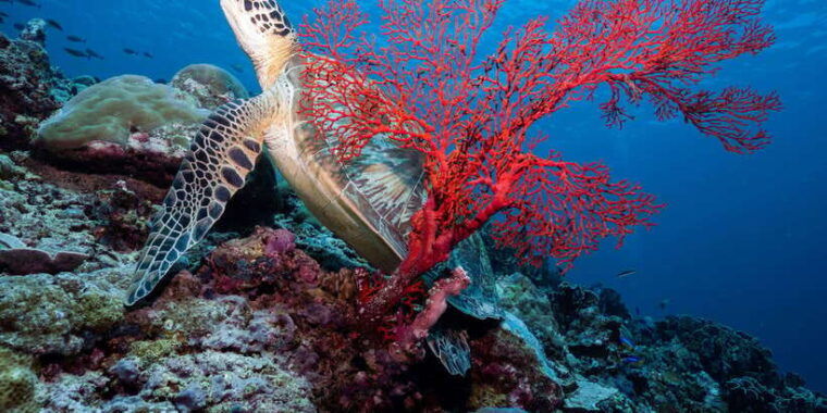 manta-dive-gili-trawangan-discover-scuba-diving