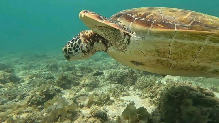 mantayupan-falls-moalboal-snorkeling-sardine-run-tour