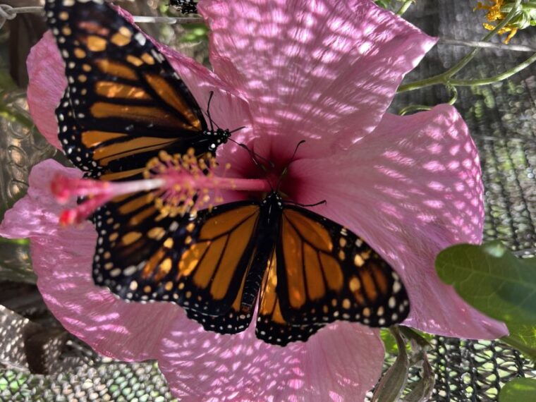 maui-interactive-butterfly-farm-entrance-ticket