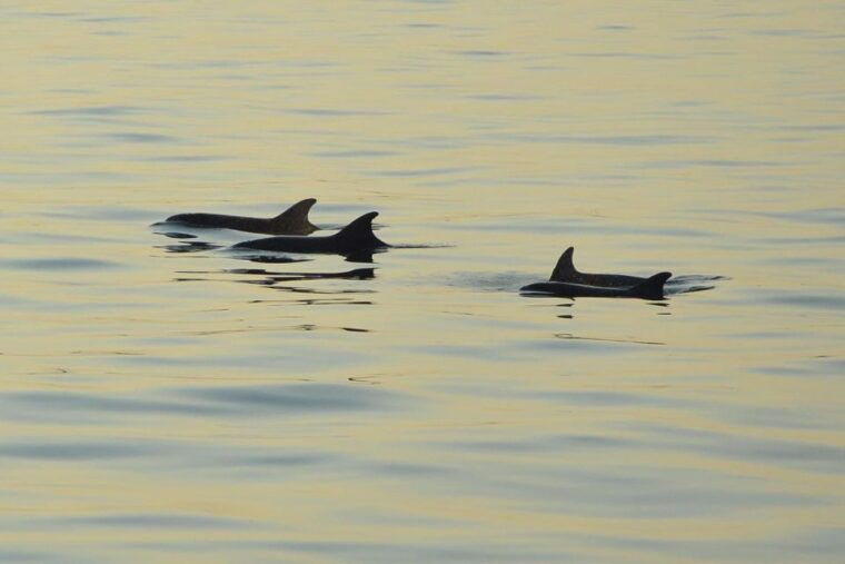 medulin-3-hour-sunset-dolphin-spotting-tour-with-dinner