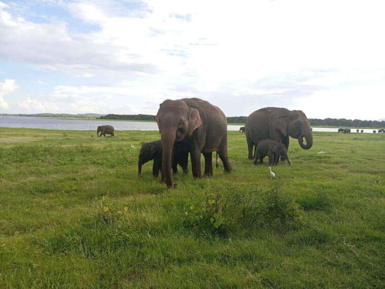 minneriya-minneriya-national-park-private-jeep-safari