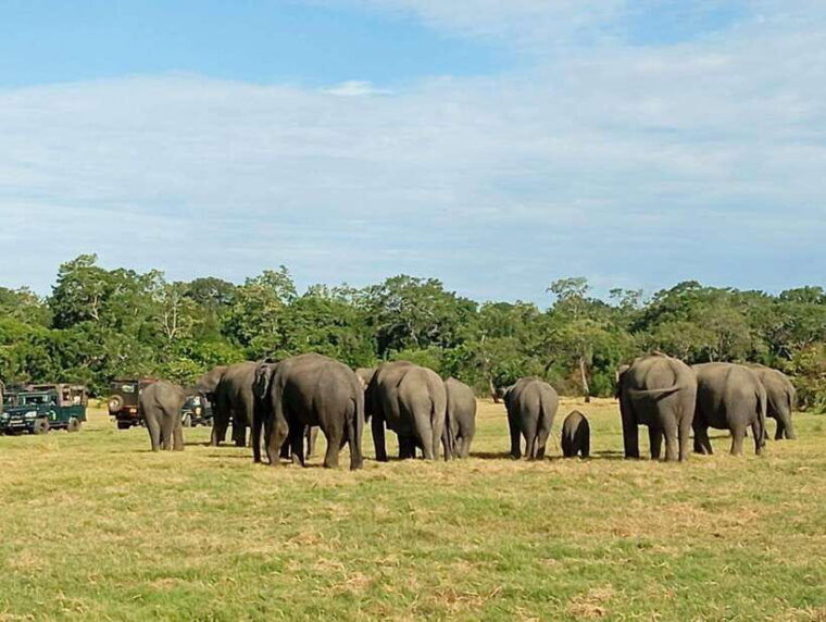 minneriya-national-park-half-day-safari-morning-or-evening