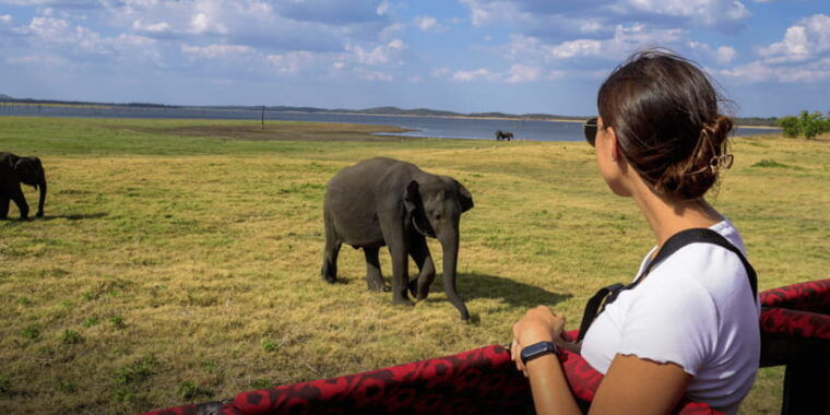 minneriya-national-park-half-day-sri-lanka-jeep-safari