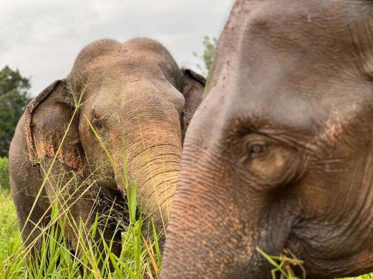minneriya-national-park-private-jeep-safari-sri-lanka
