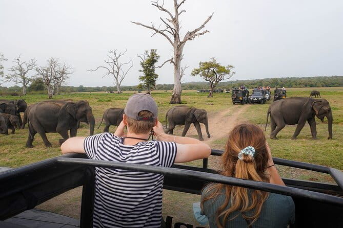 Minneriya National Park Private Safari Tour - Final Thoughts