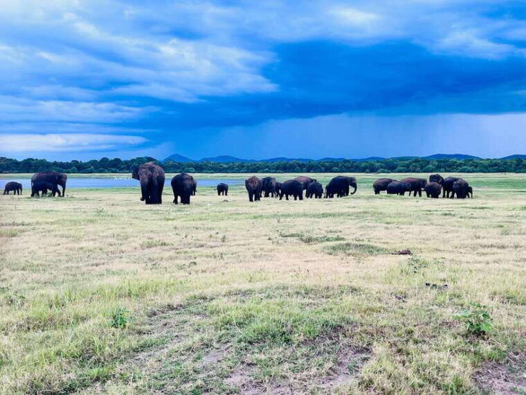 minneriya-national-park-private-safari