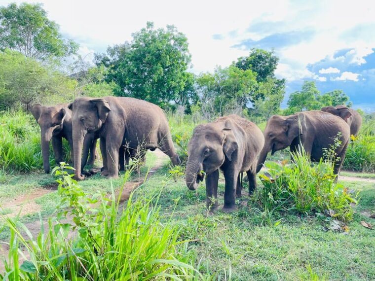 minneriya-park-jeep-safari-with-tickets-include-pickup-drop