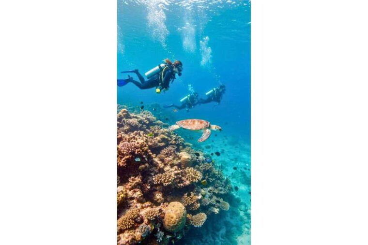 moalboal-scuba-diving-sardine-run-and-turtle-chasing