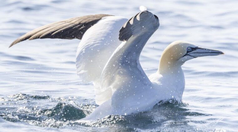 mounts-bay-penzance-discovery-boat-trip