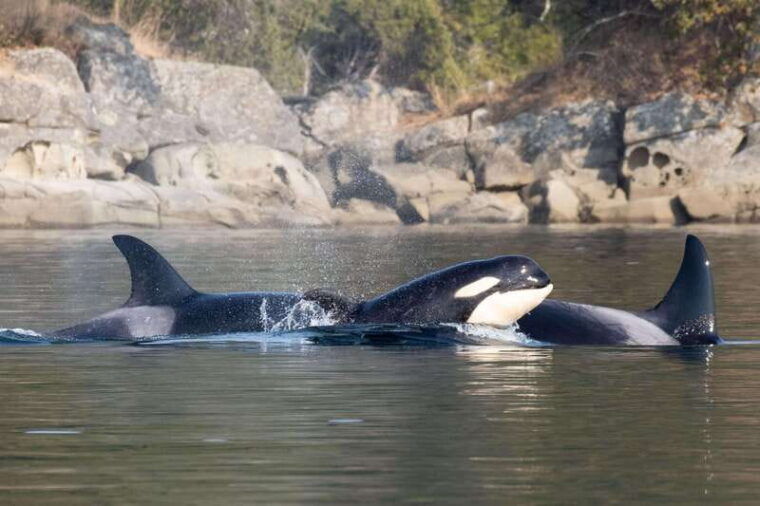 nanaimo-whale-watching-open-boat-tour