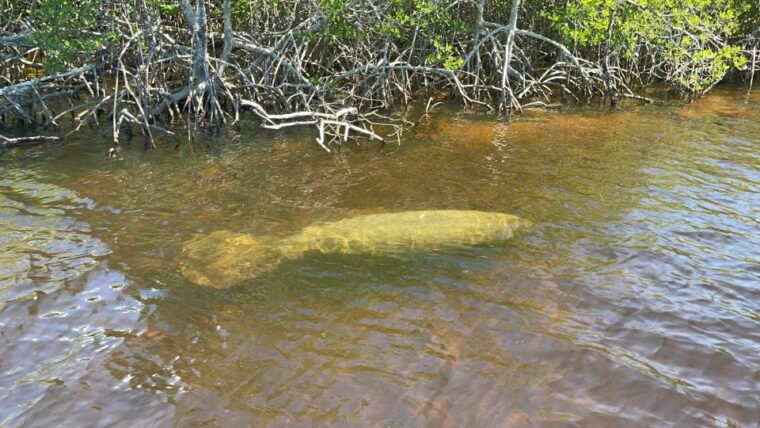naples-fl-manatee-sightseeing-and-wildlife-boat-tour