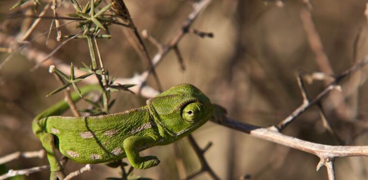 nature-highlights-private-walking-tour-with-transport