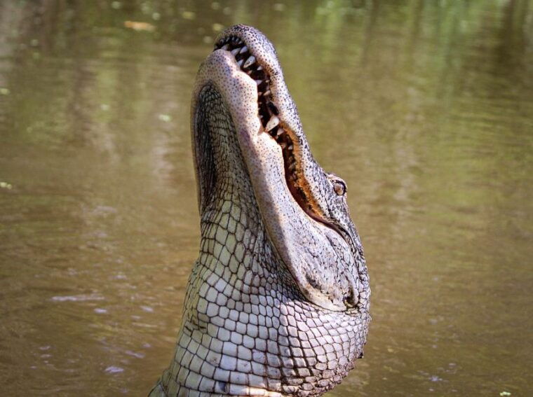 new-orleans-high-speed-16-passenger-airboat-ride