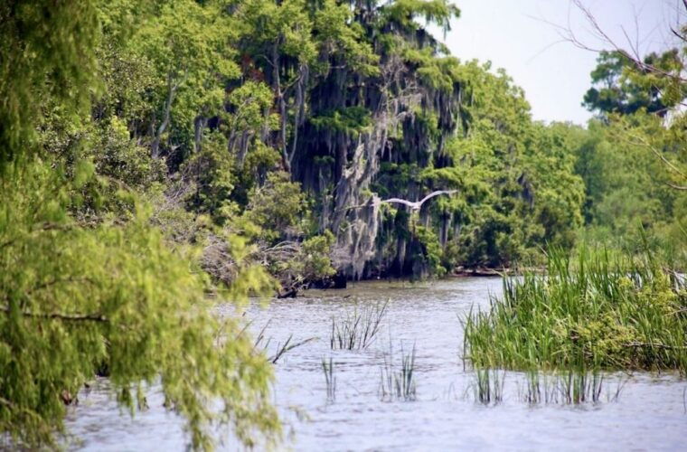 new-orleans-swamp-tour-on-covered-pontoon-boat