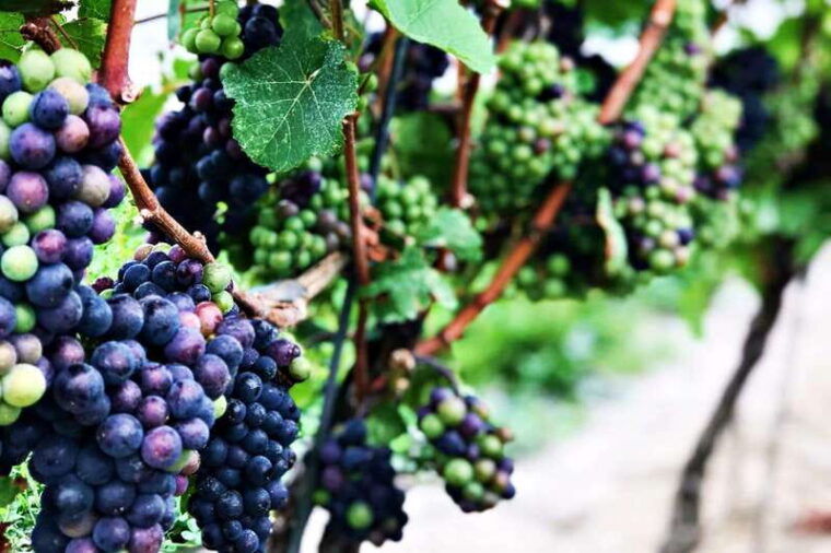 niagara-on-the-lake-half-day-wine-beer-charcuterie-tour