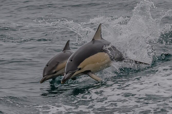 Noosa National Park & Dolphin adventure - FAQs