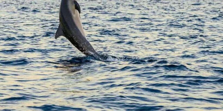 north-bali-lovina-sunrise-watching-dolphin