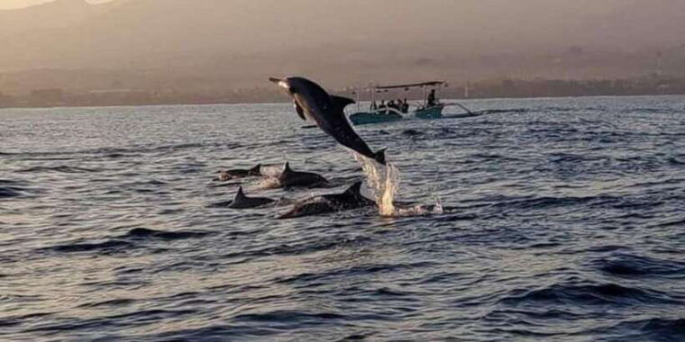 north-bali-sunrise-dolphin-trip-at-lovina-beach