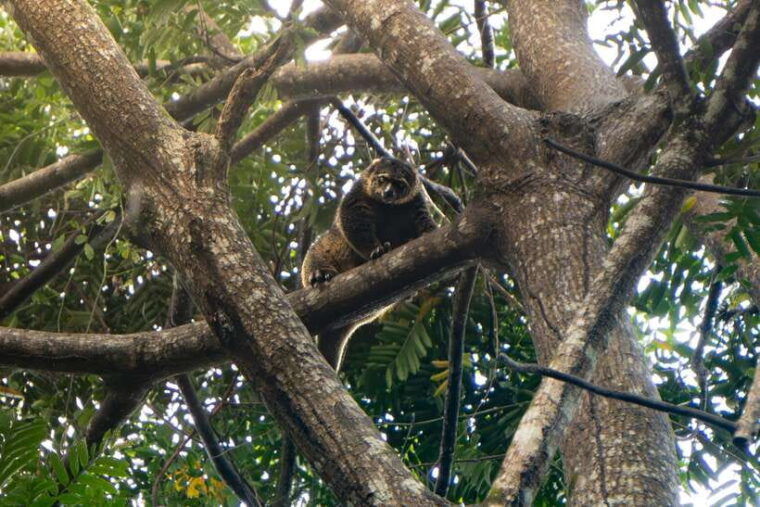 north-sulawesi-bitung-tangkoko-wildlife-adventure