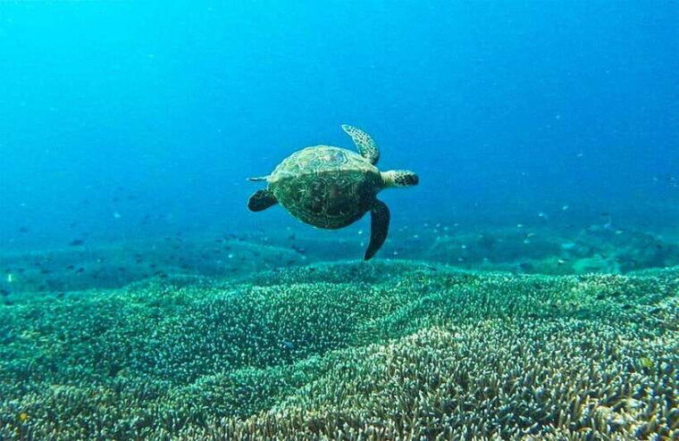 nusa-penida-afternoon-private-manta-safari-snorkeling