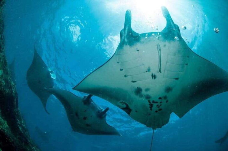 nusa-penida-full-day-private-snorkeling-with-manta-ray