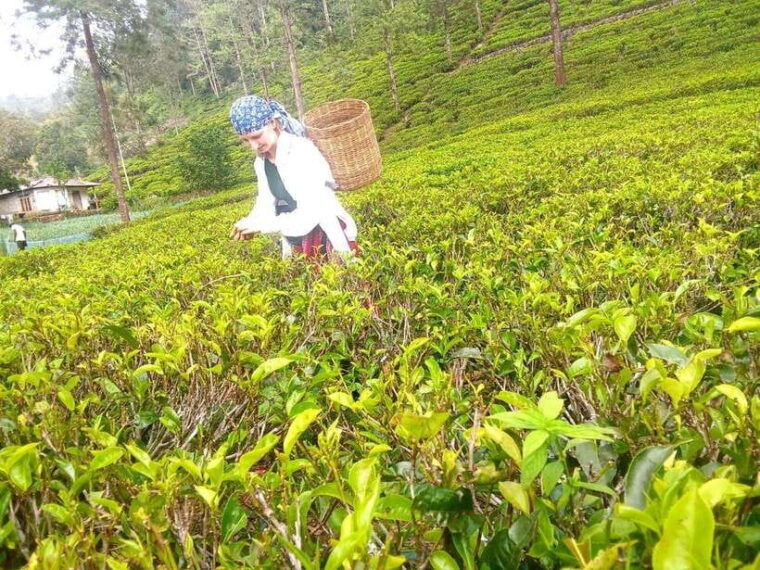 nuwara-eliya-8hours-5waterfalls-2tea-test-pick-temple
