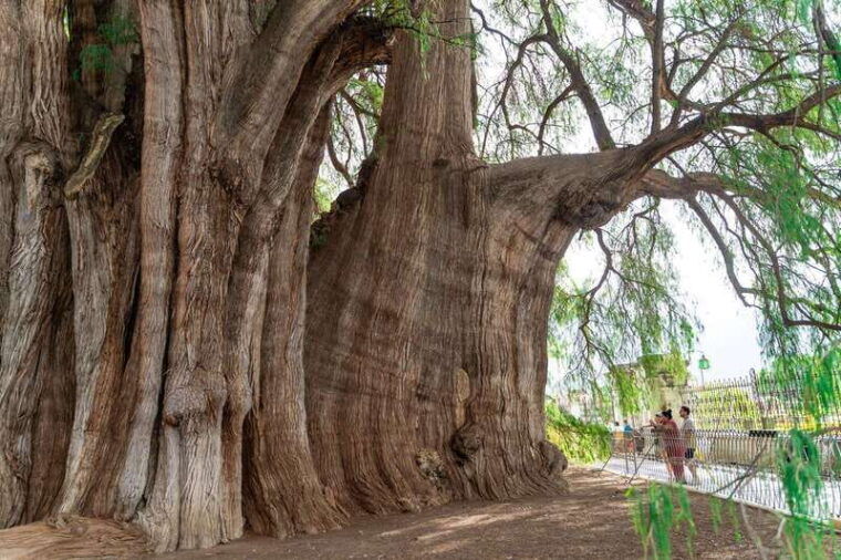 oaxaca-the-tule-tree-teotitlan-village-mezcal-tour