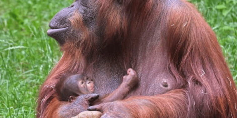 orangutan-tour-jungle-trekking-in-sumatra