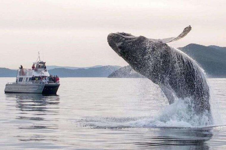 orcas-island-whale-and-orca-guided-speedboat-tour-2
