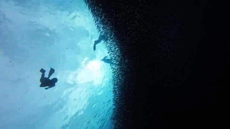 oslob-whale-sharks-inambakan-falls-moalboal-sardines