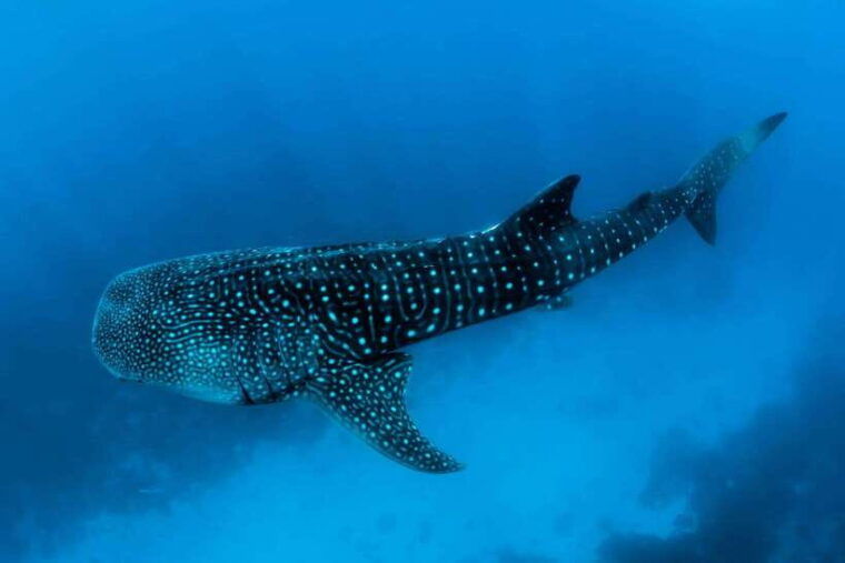 oslob-whale-sharks-tumalog-falls-monkey-sanctuary-tour