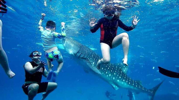 oslob-whaleshark-swimming-inambakan-falls-moalboal-tour