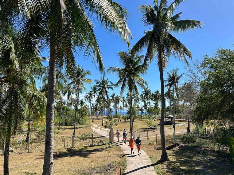 pamilacan-island-dolphins-snorkel-lunch-and-walking-tour