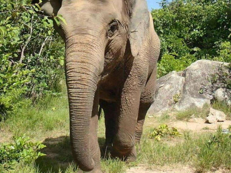 phnom-tamao-wildlife-center-buddha-kiri-cambodia-day-tour